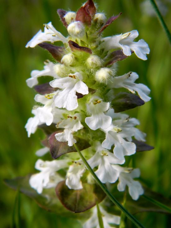 fioriture...di primavera